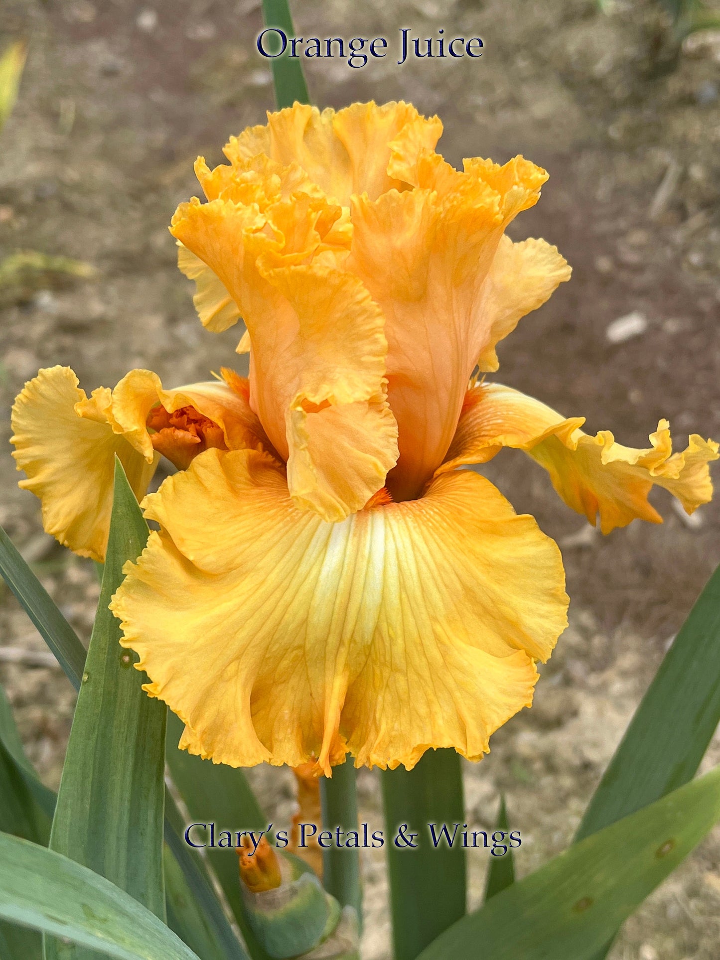 ORANGE JUICE - 2000 - Reblooming Tall Bearded Iris