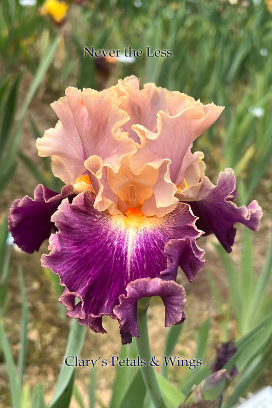 NEVERTHELESS - 2021  Tall Bearded Iris