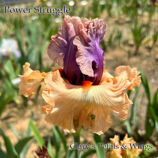 POWER STRUGGLE 2019 TB