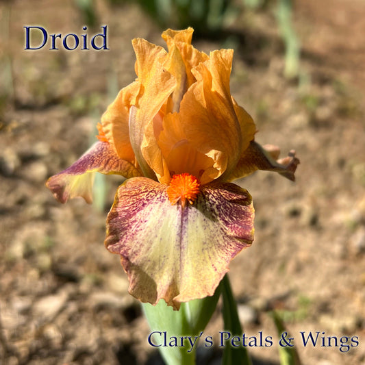 DROID - Standard Dwarf Bearded Iris