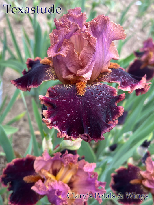 TEXASTUDE - 2018 Tall Bearded Iris - Red violet and very fragrant!