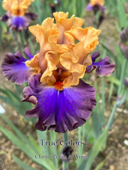 TRUE COLORS - 2020 - TB