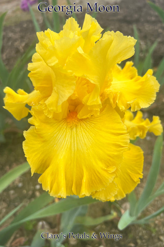 GEORGIA MOON - 2021 -  Tall Bearded Iris