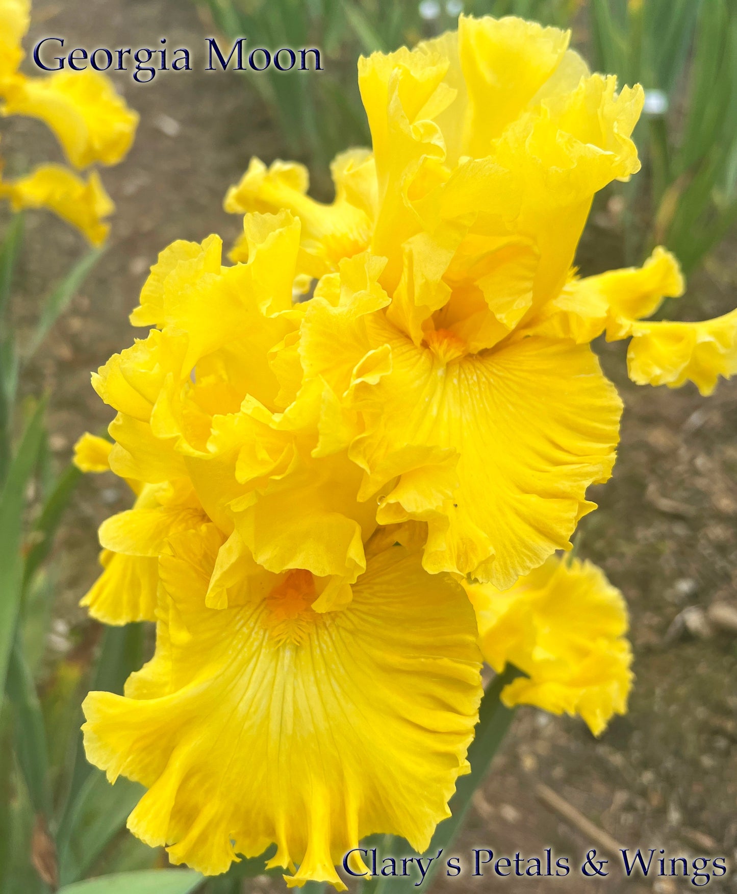 GEORGIA MOON - 2021 -  Tall Bearded Iris