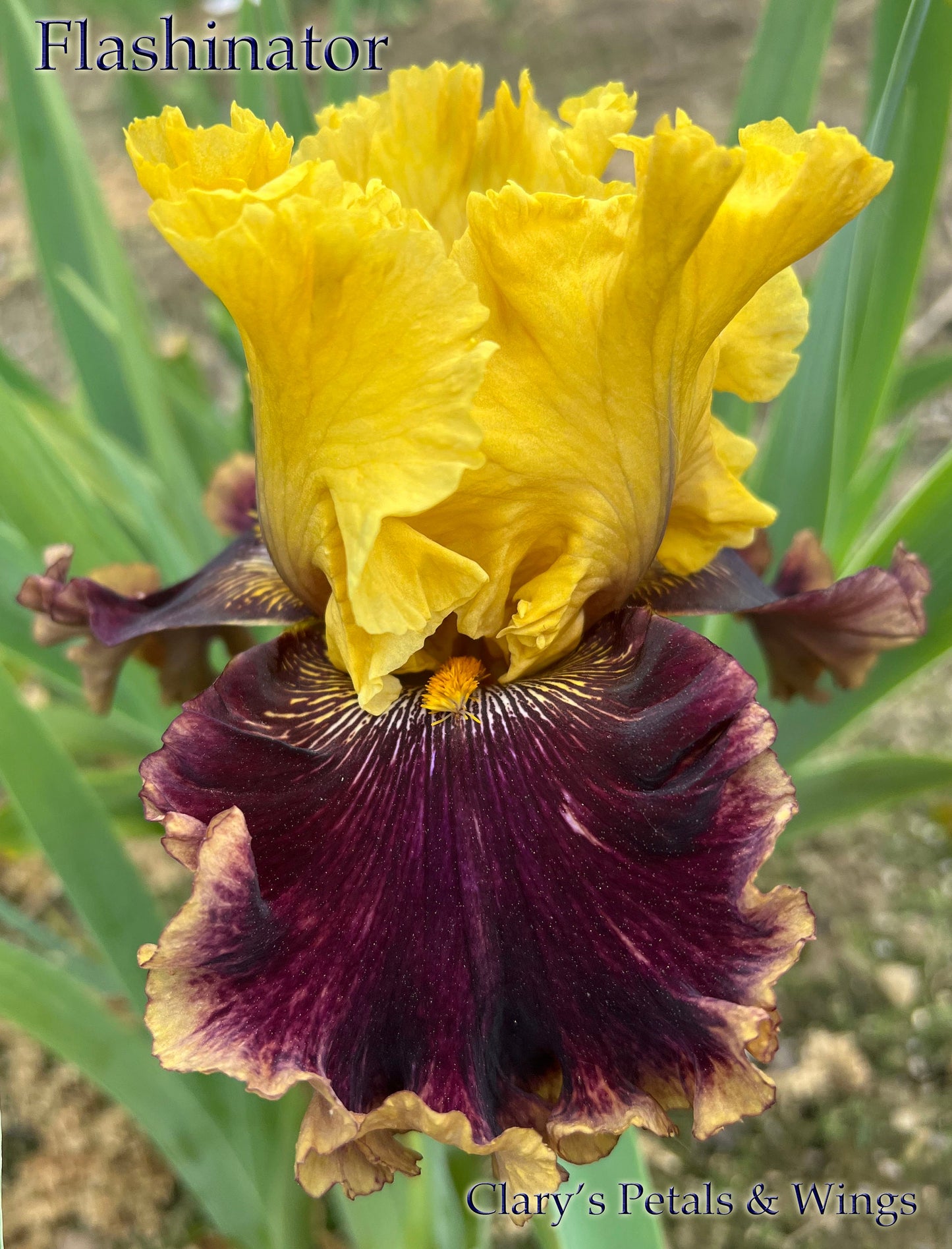 FLASHINATOR - 2013 Tall Bearded Iris - Very early bloom - Fragrant