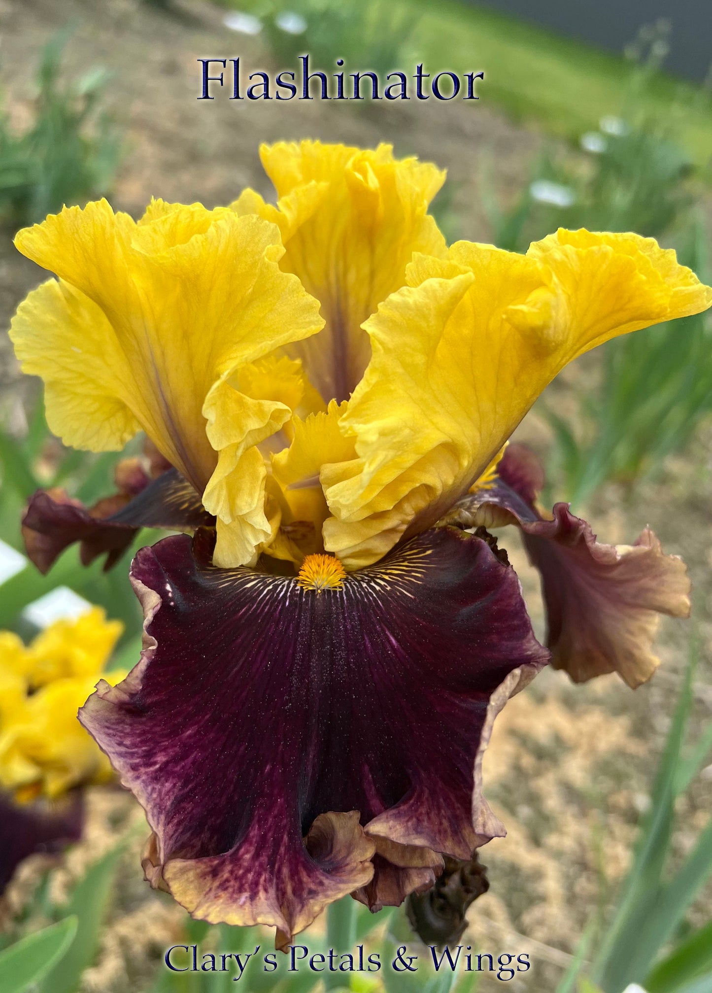 FLASHINATOR - 2013 Tall Bearded Iris - Very early bloom - Fragrant