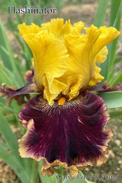 FLASHINATOR - 2013 Tall Bearded Iris - Very early bloom - Fragrant