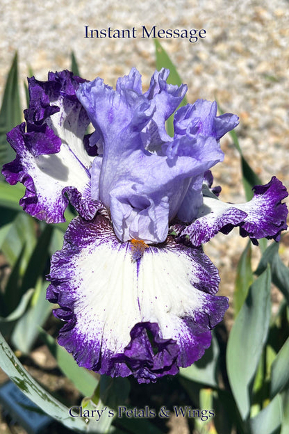 INSTANT MESSAGE - 2021  Tall Bearded Iris