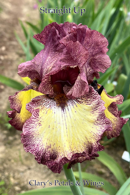 STRAIGHT UP - 2005  Tall Bearded Iris - reblooming