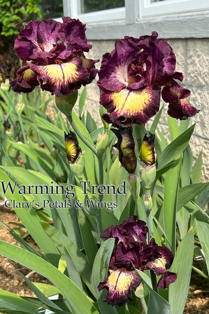 Warming Trend - 2021 -  Tall Bearded Iris