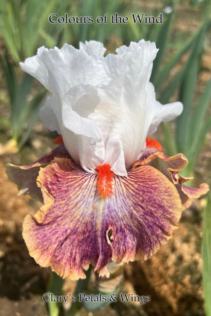 Colours of The Wind - 2014 - Tall Bearded Iris