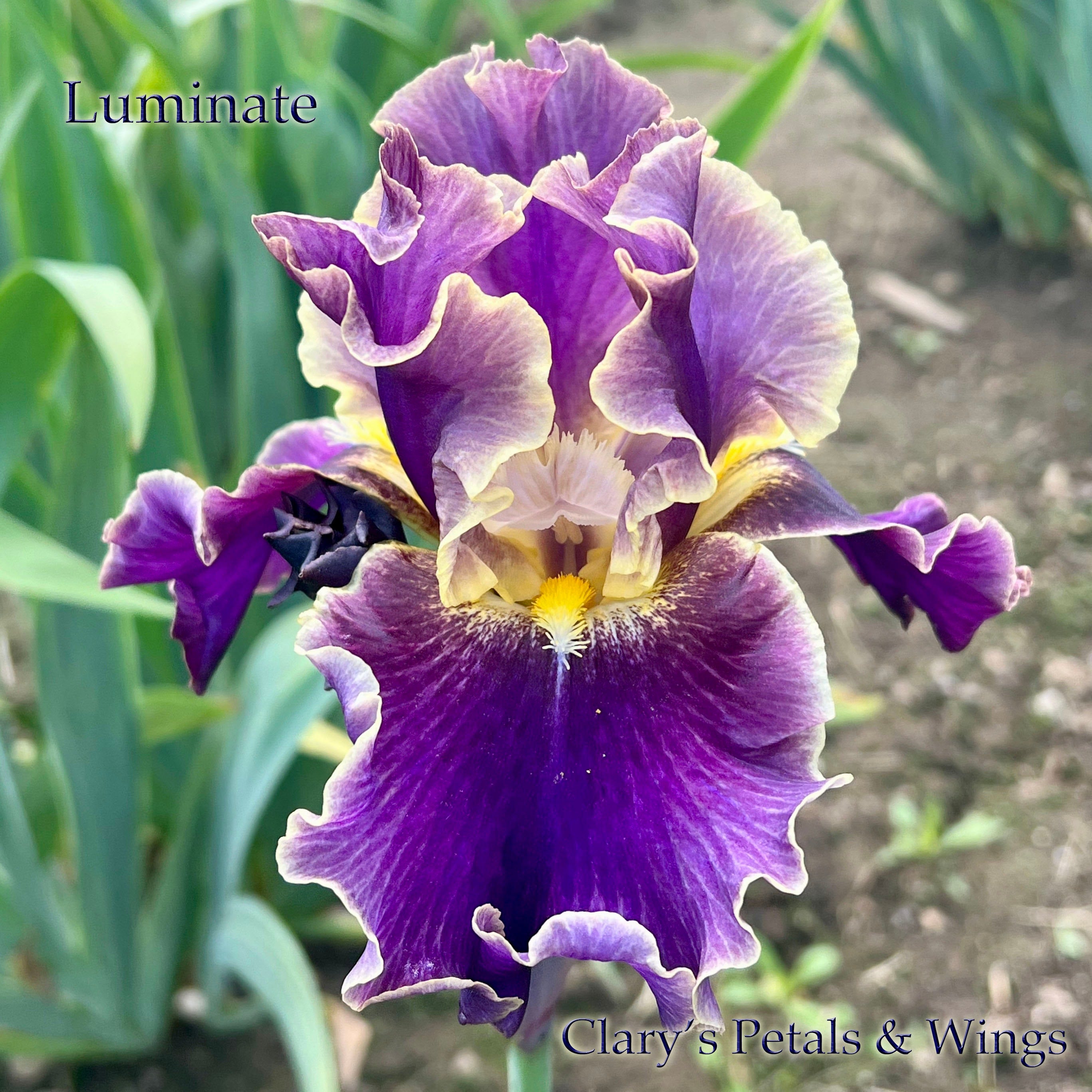 LUMINATE - 2018 Tall Bearded Iris - Garden Stand Out – PetalsWings