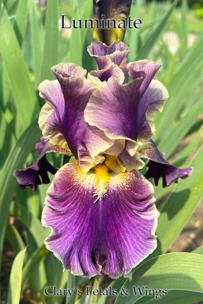 LUMINATE - 2018 Tall Bearded Iris - Garden Stand Out