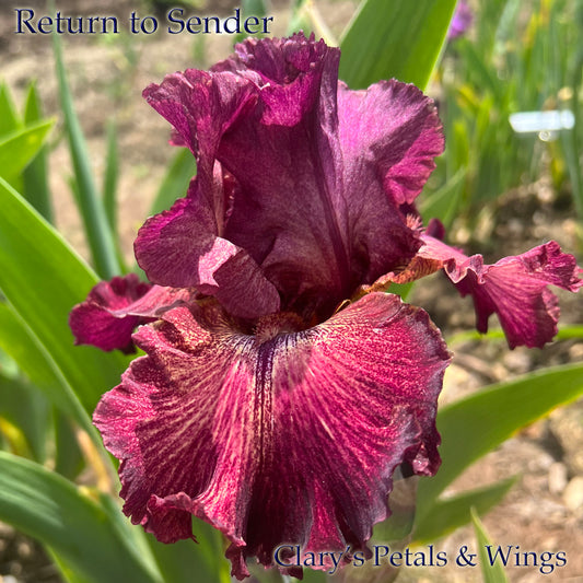 RETURN TO SENDER - 2000  Tall Bearded Iris - Reblooming