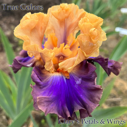 True Colors - 2020 - Tall Bearded Iris