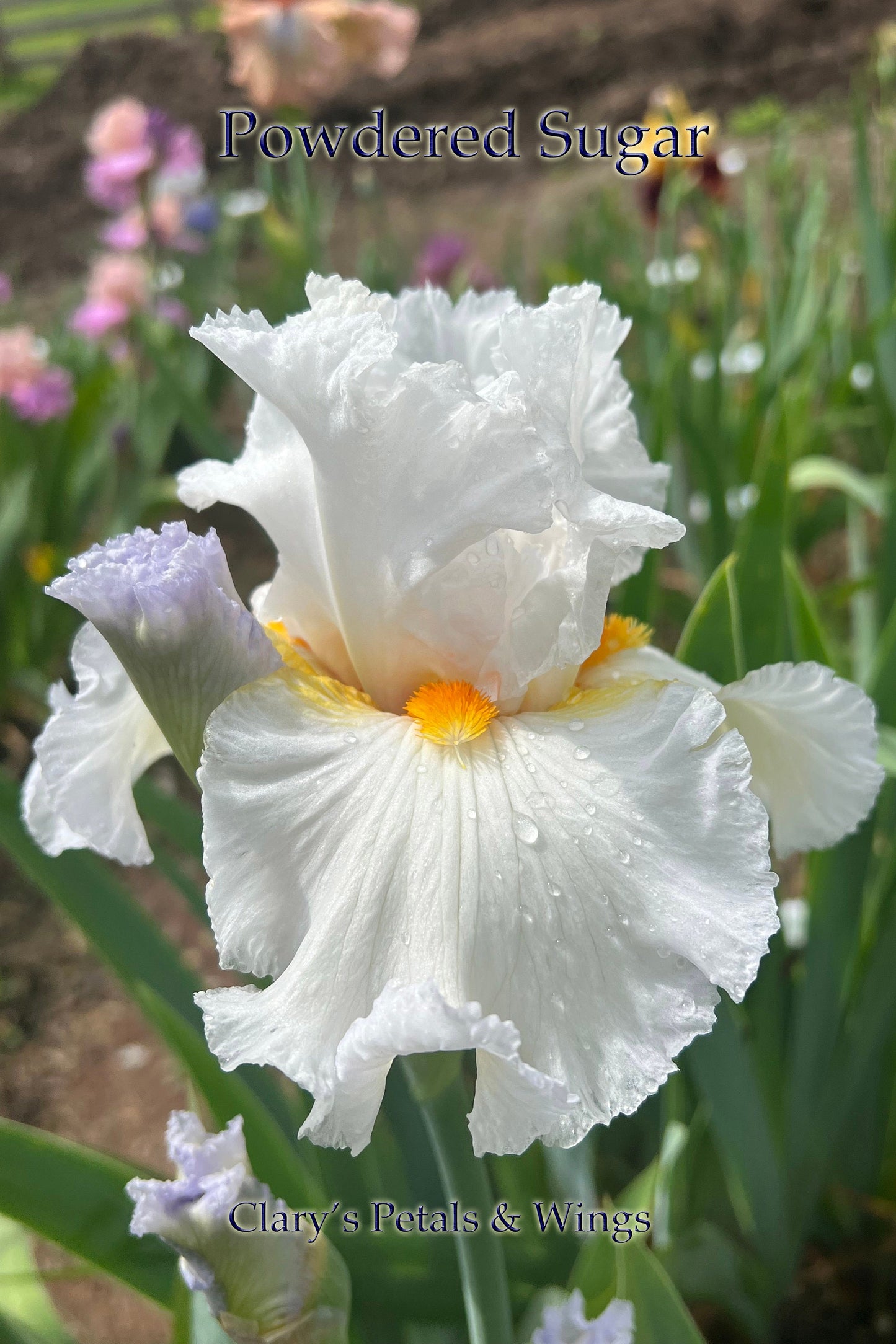 Powdered Sugar - Tall Bearded Iris - Reblooming & Fragrant