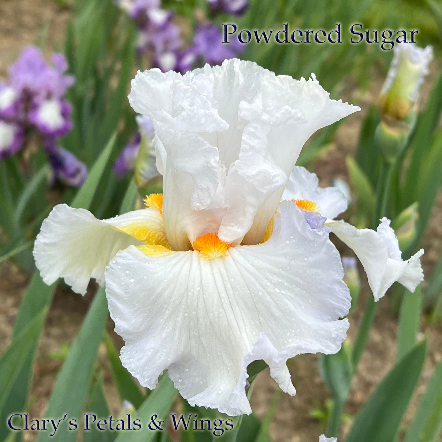 Powdered Sugar - Tall Bearded Iris - Reblooming & Fragrant