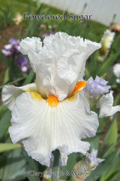 Powdered Sugar - Tall Bearded Iris - Reblooming & Fragrant