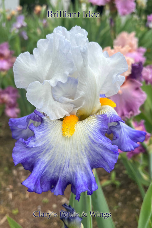 BRILLIANT IDEA - 2009 - TB