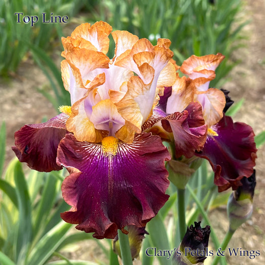 TOP LINE - 2021 - TB - Fragrant