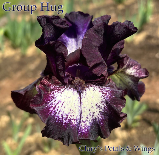 GROUP HUG-2021- IB