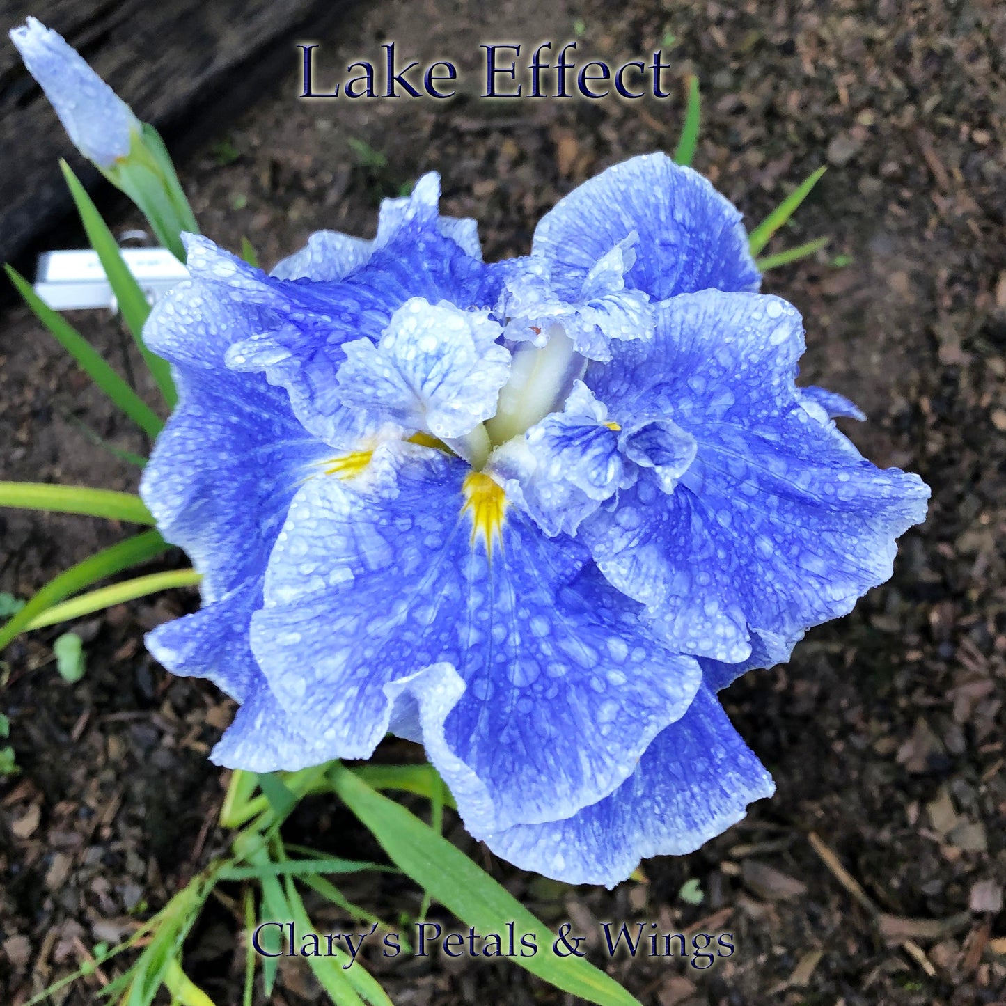 Lake Effect - Ensata - Japanese Iris - Award Winner