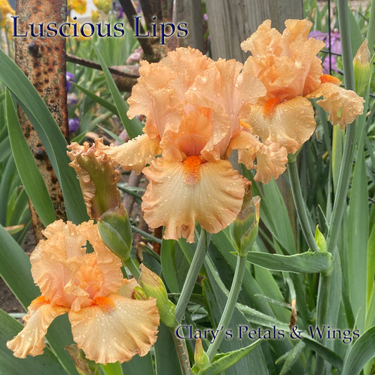 LUSCIOUS LIPS - 2020  TB