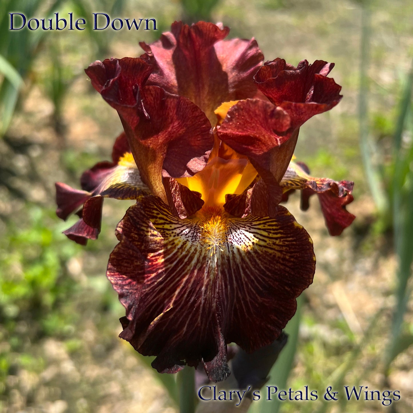 Double Down - 2009 Tall Bearded Iris - Multiple Reblooms!