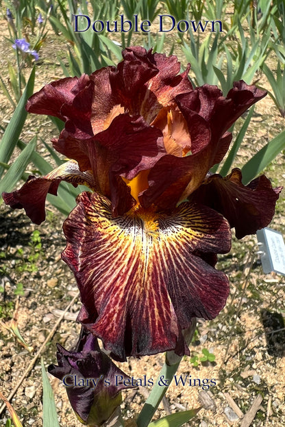 Double Down - 2009 Tall Bearded Iris - Multiple Reblooms!