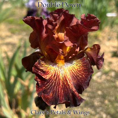 Double Down - 2009 Tall Bearded Iris - Multiple Reblooms!