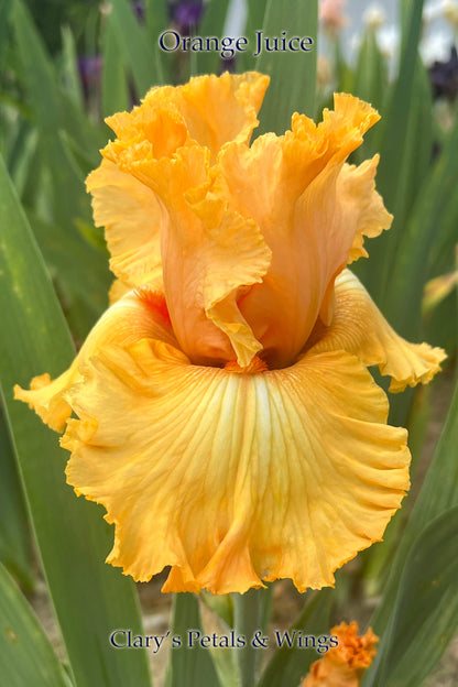 ORANGE JUICE - 2000 - Reblooming Tall Bearded Iris