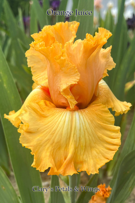 ORANGE JUICE - 2000 - Reblooming Tall Bearded Iris