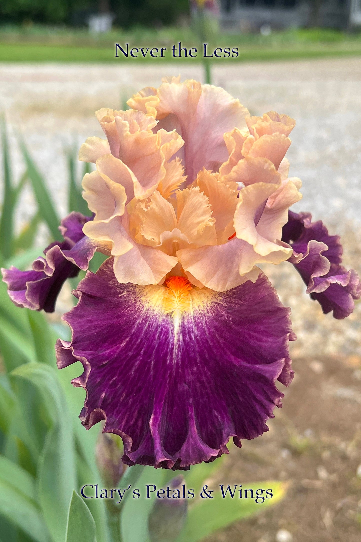 NEVERTHELESS - 2021  Tall Bearded Iris