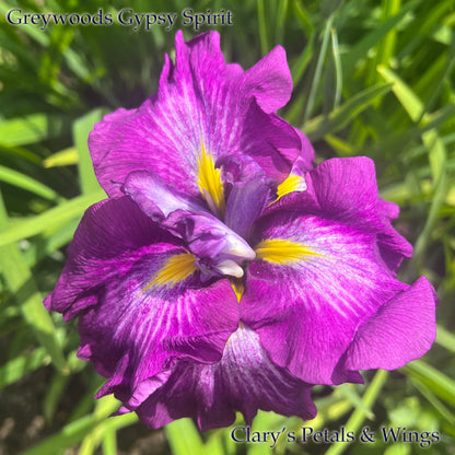 GREYWOODS GYPSY SPIRIT - Ensata - Japanese Iris