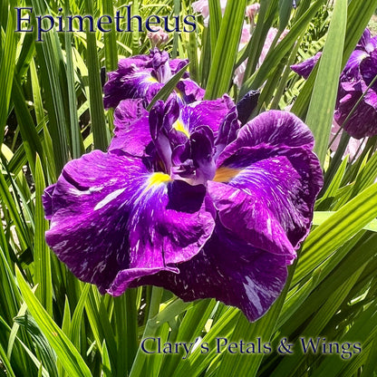 EPIMETHEUS - Ensata - Japanese Iris - Award Winner!