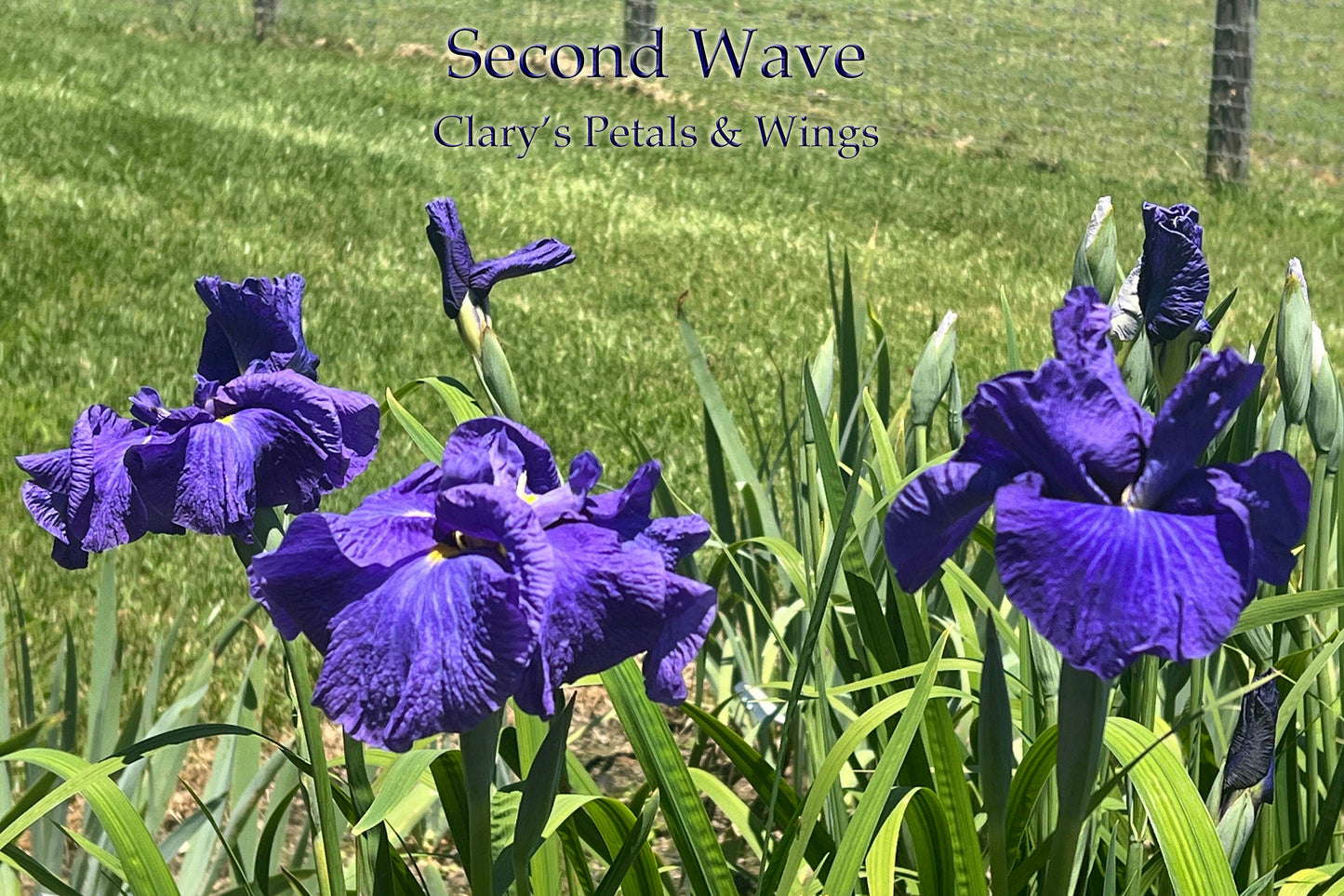 SECOND WAVE - Ensata - Japanese Iris - Award Winner