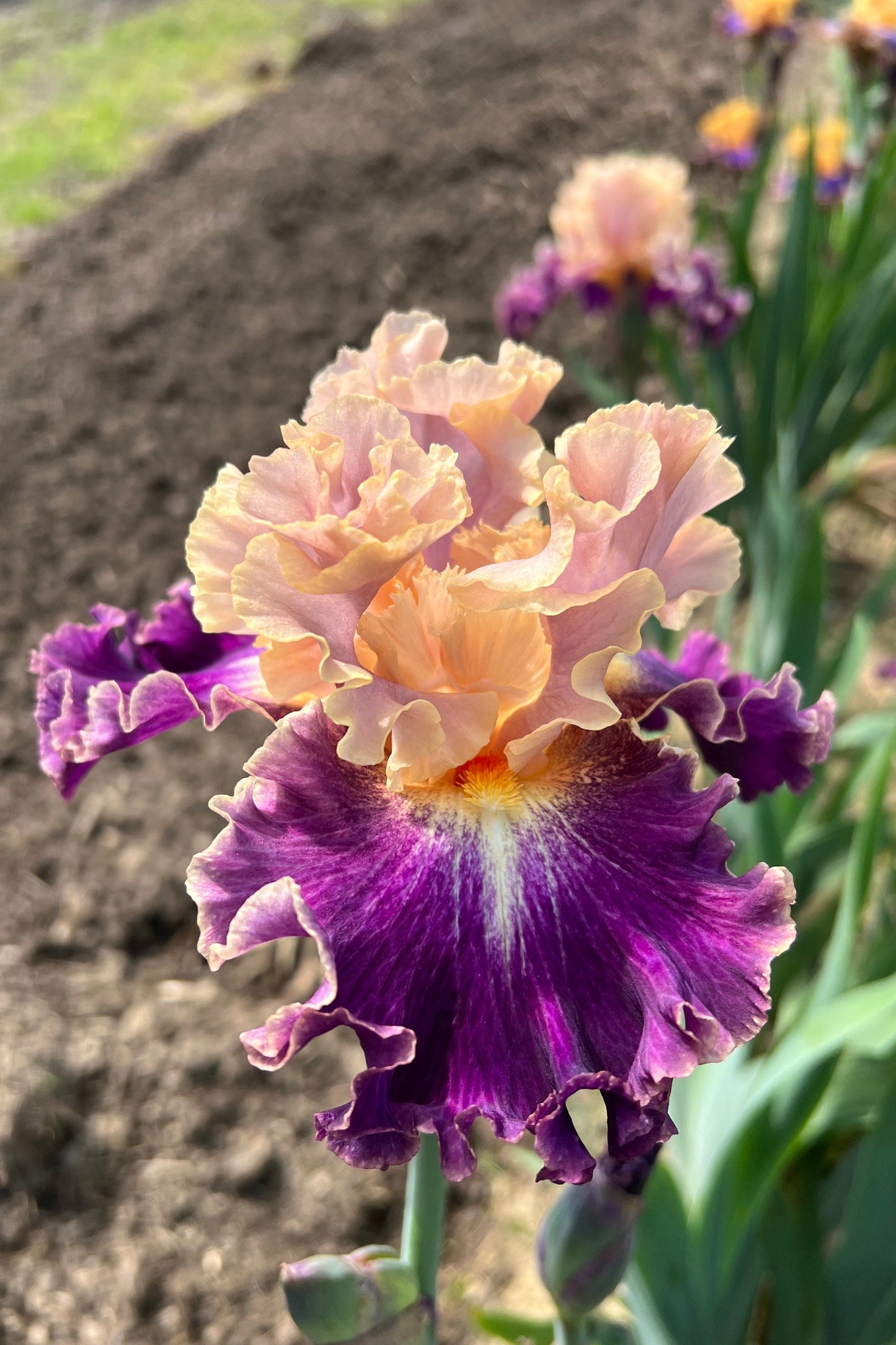 NEVERTHELESS - 2021  Tall Bearded Iris