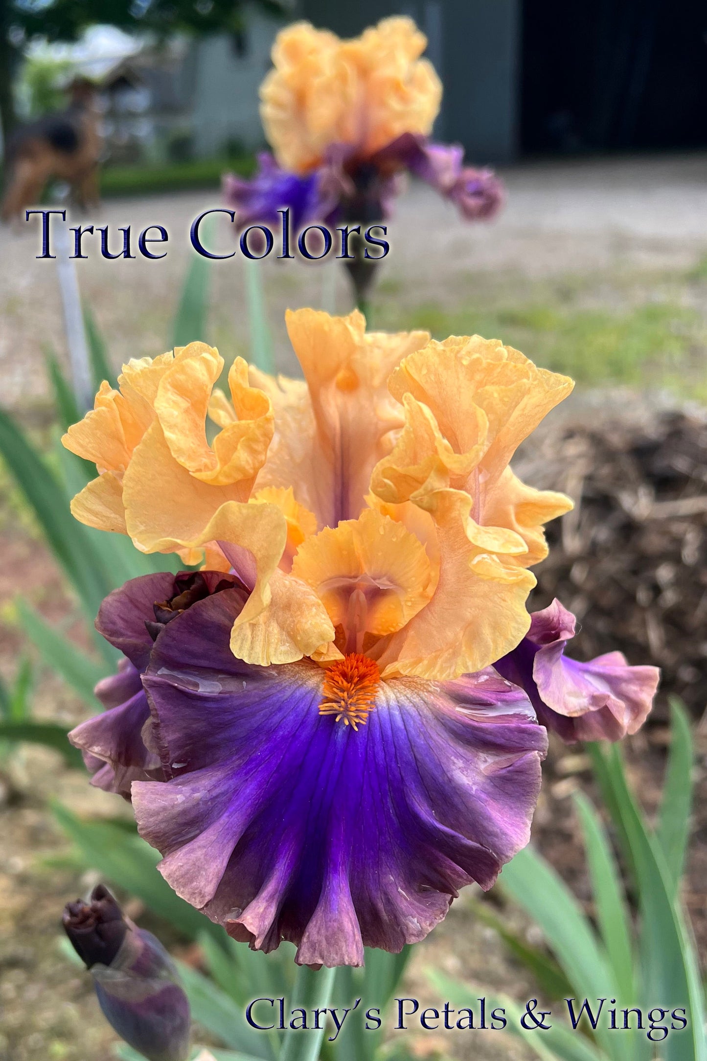 True Colors - 2020 - Tall Bearded Iris