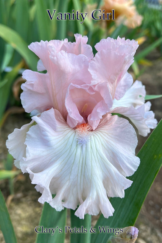 VANITY GIRL - 2016 -  TB - Fragrant