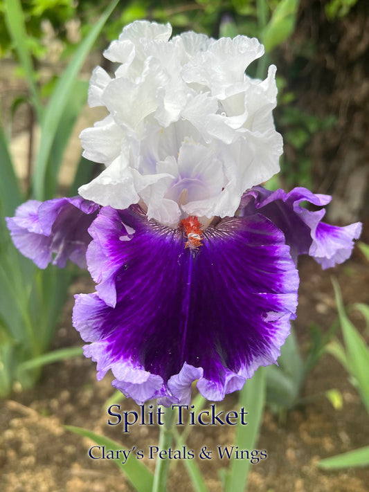 Split Ticket - 2021 -  Tall Bearded Iris