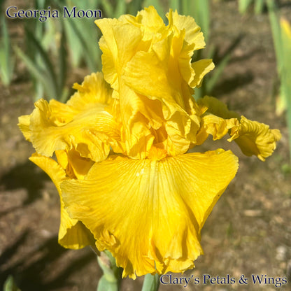 GEORGIA MOON - 2021 -  Tall Bearded Iris