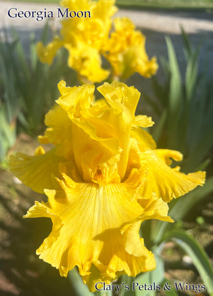 GEORGIA MOON - 2021 -  Tall Bearded Iris