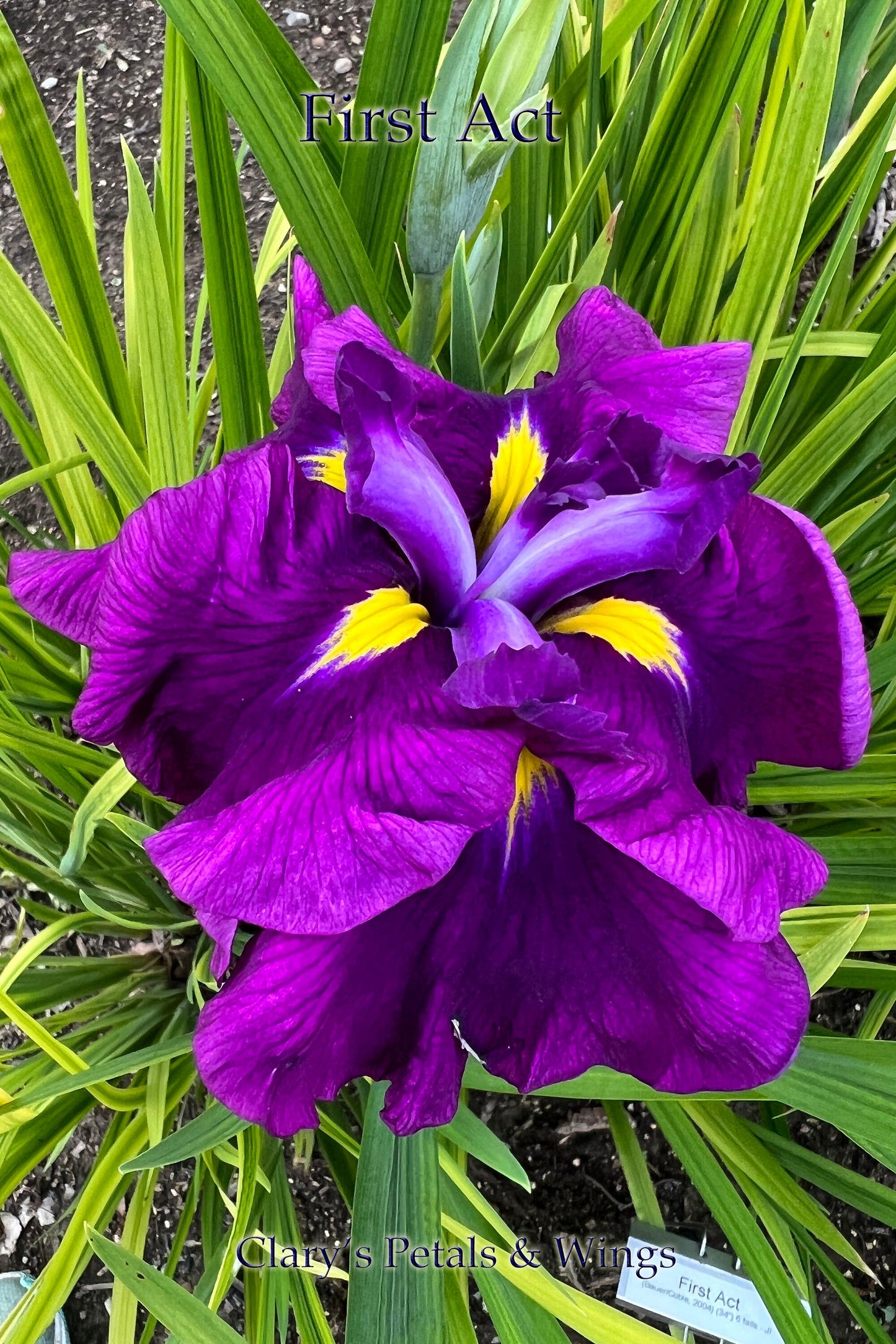 FIRST ACT - Ensata - Japanese Iris - Always the first to bloom!