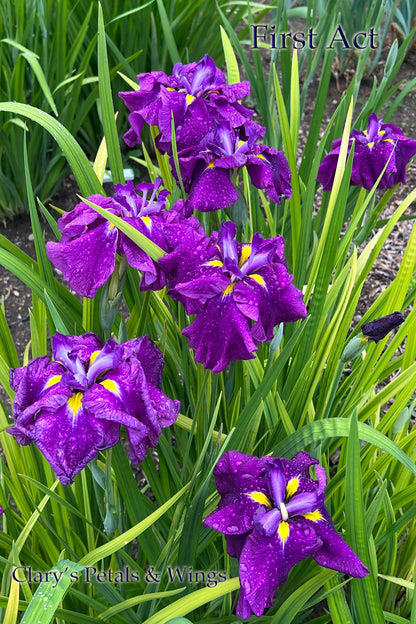 FIRST ACT - Ensata - Japanese Iris - Always the first to bloom!