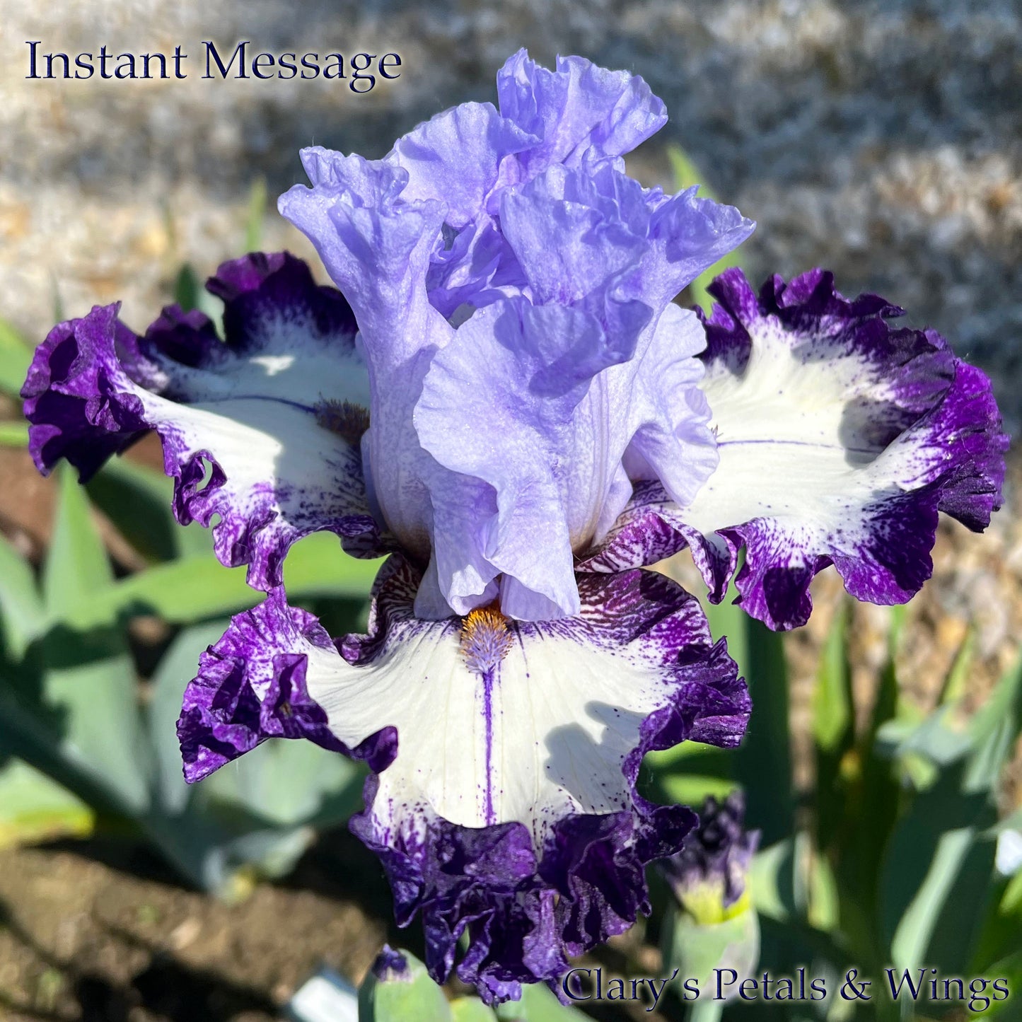 INSTANT MESSAGE - 2021 TB-Fragrant