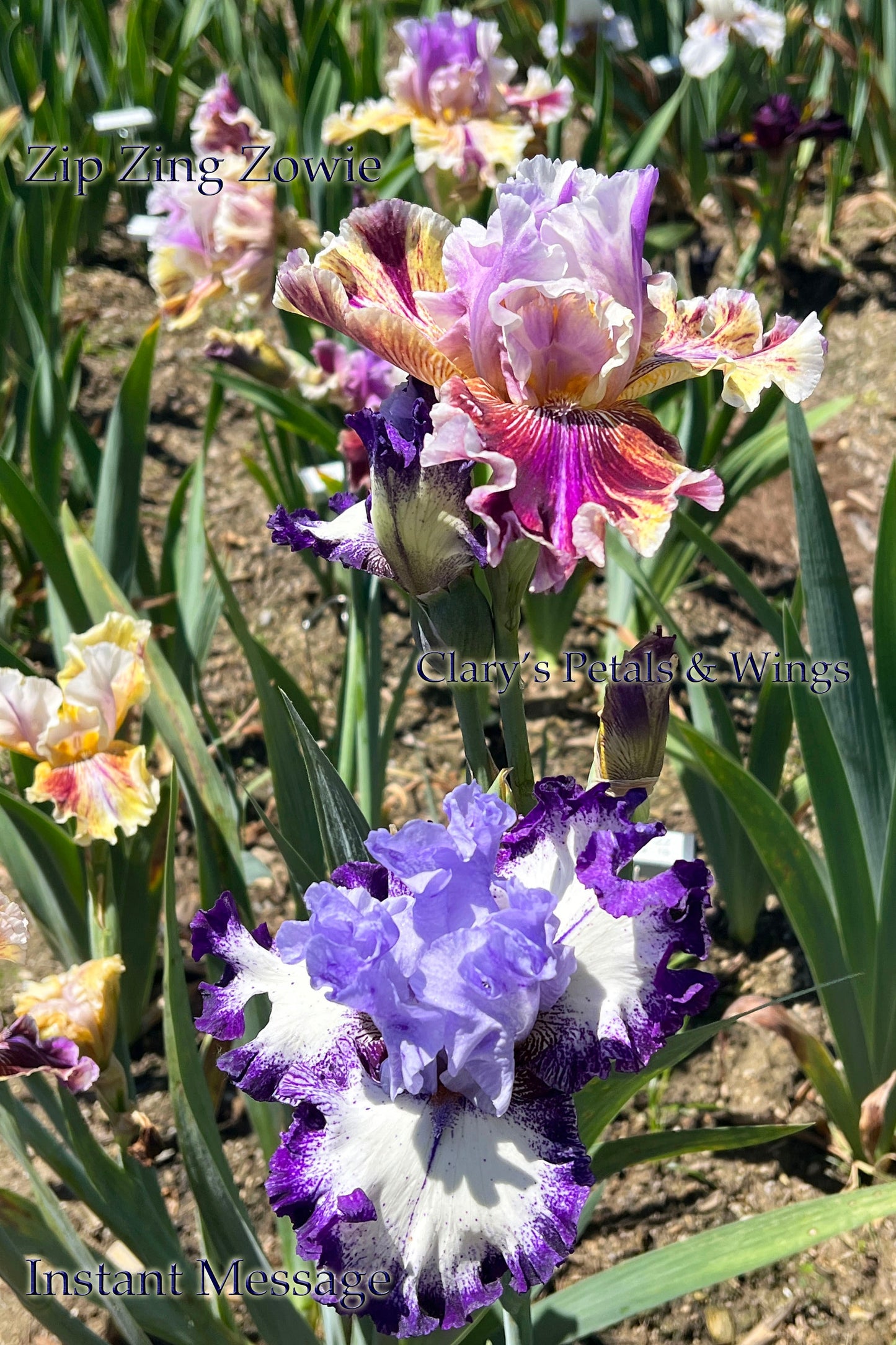 INSTANT MESSAGE - 2021  Tall Bearded Iris