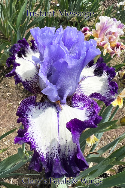 INSTANT MESSAGE - 2021  Tall Bearded Iris