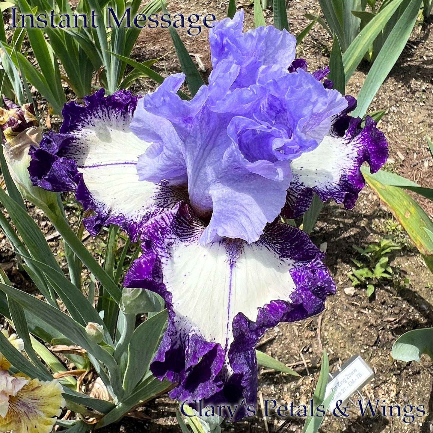 INSTANT MESSAGE - 2021  Tall Bearded Iris