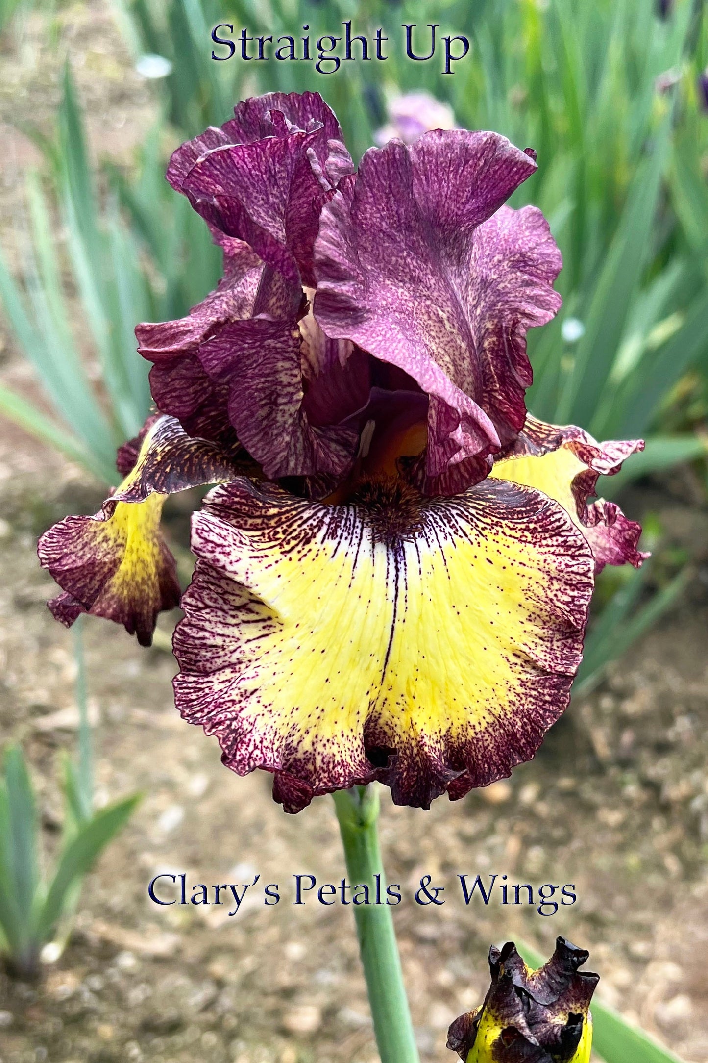STRAIGHT UP - 2005  Tall Bearded Iris - reblooming