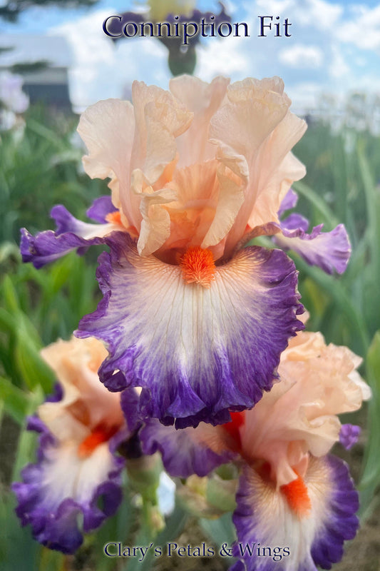 CONNIPTION FIT - 2020 - TB